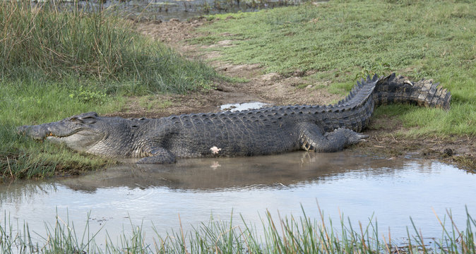 Mary river and Boomerang lagoon Northern Territory reptiles salt water crocodile