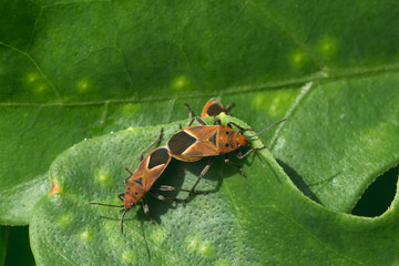 Mating Milkweed Bugs