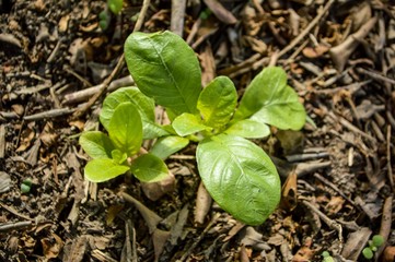 green sprout on ground in garden