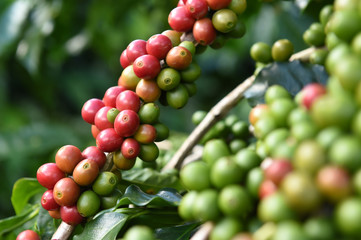 Coffee beans ripening on a tree.