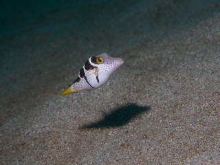 Puffer Fish © bugking88