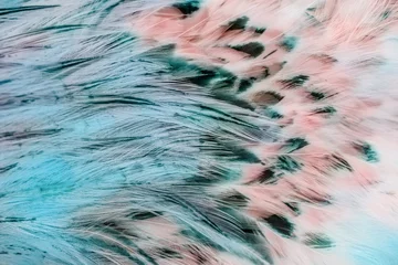 Fototapete Texturen Hellbraune Federgruppe eines Vogels