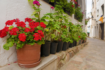 Fototapeta na wymiar geranium flowers on the streets of the old Spanish town