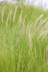 Obraz premium Imperata cylindrica Beauv of Feather grass in nature