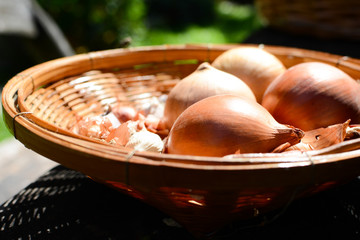 onion and garlic in basket
