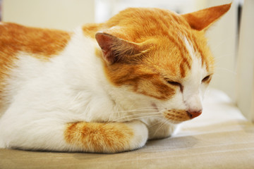 Obraz na płótnie Canvas sleepy cat