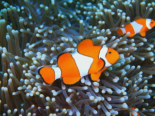 Fish-clown, Island Bali