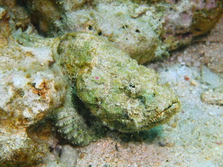 Scorpionfish, Island Bali