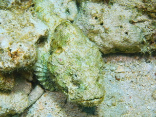 Scorpionfish, Island Bali