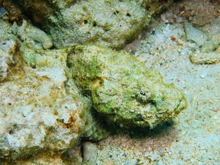 Scorpionfish, Island Bali