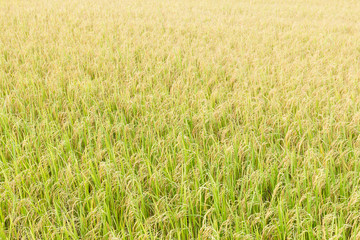 Rice fields in the tropics