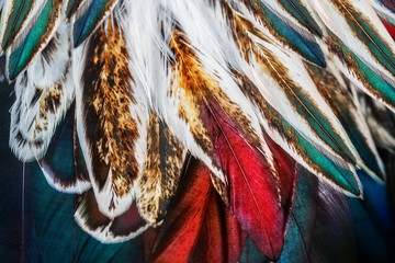 Obraz premium Jasny brązowy grupa piór niektórych ptaków