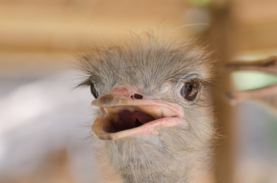 Close-up Head Shot of One Ostrich.