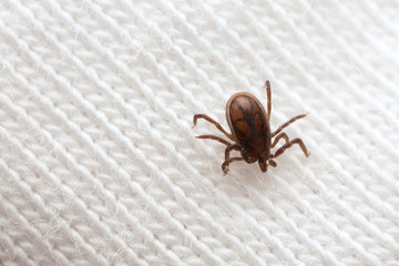 Castor bean tick, Ixodes ricinus nymph on textile