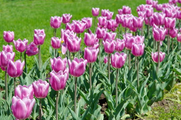 Pink tulips on the flowerbed