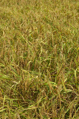 Fototapeta premium rice paddy field