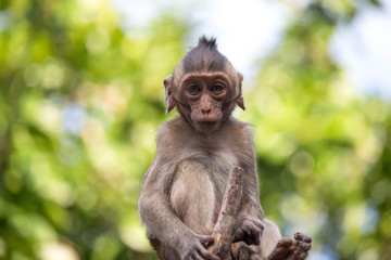 可愛いサル
