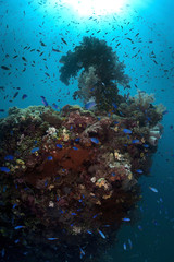 Colorful reef. Wreck ship become reef ufter 60 years underwater. 