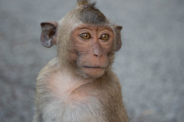 可愛いサル
