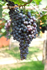 red wine grapes hang from a vine