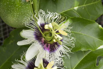 Passion Fruit Flowers