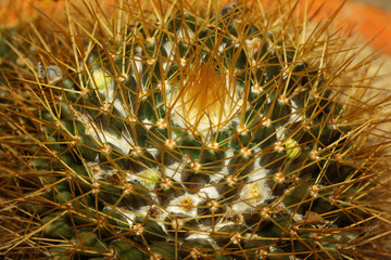 Close up of globe shaped cactus with long thorns