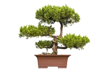 Crédence de cuisine en verre imprimé Bonsaï bonsai tree of chinese juniper