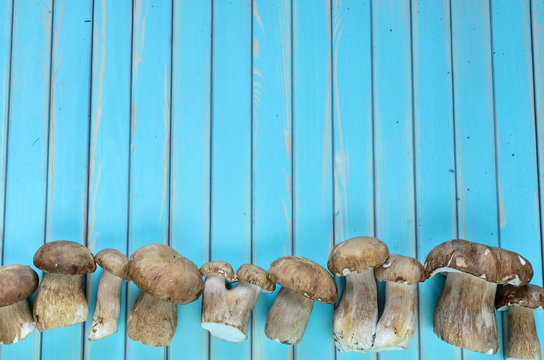 Wild fresh porcini mushrooms lying in a row against stylized old aged wooden turquoise table background, top view. Rustic background with copy space