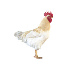 Chicken on a white background