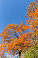 紅葉したカエデ
