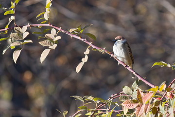 Titmouse on a branch at blurred background