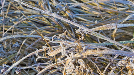 rime on the grass in the cold morning