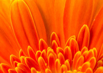Orange gerbera flower for background.