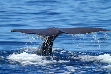 Sperm whale diving and splashing with tail