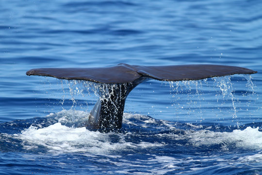 Sperm Whale Diving And Splashing With Tail