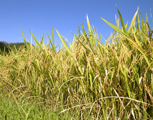 rice fields in Thailand