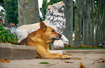 Naklejka premium A ginger dog rests near the statue of a lion in Gulhane park. Is