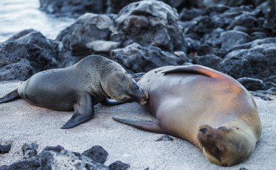sea lion in Galapagos