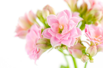 Obraz premium Pink flowers on white background, Kalanchoe blossfeldiana.