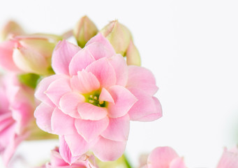 Naklejka na ściany i meble Pink flowers on white background, Kalanchoe blossfeldiana.