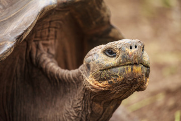 Naklejka premium giant tortoise