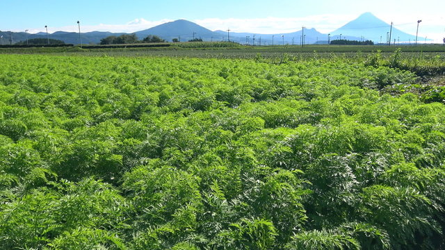 人参畑にそよぐ風_鹿児島県南九州市頴娃町