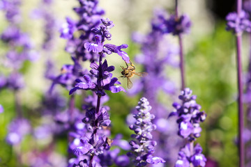 Fototapeta premium Lavender and bee