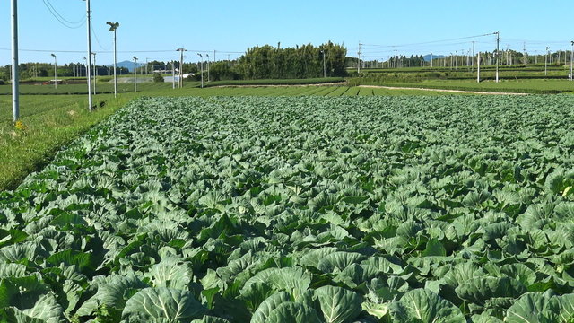 キャベツ畑と茶畑_鹿児島県南九州市頴娃町