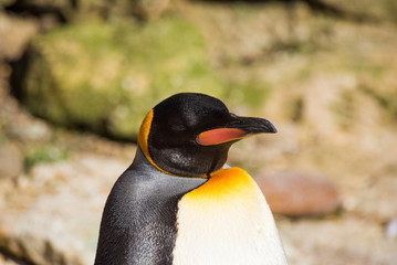 King Penguin in the sun