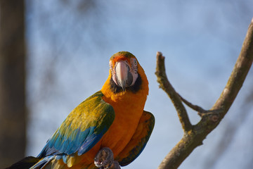 Parrot on a branch