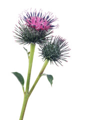 burdock bloom and bud isolated on white