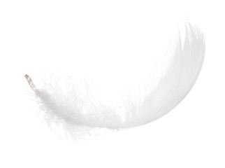 fluffy white isolated feather curl