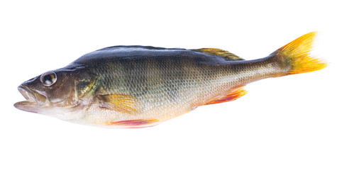 large dark perch on white