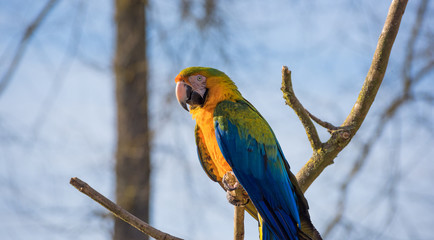 Gold and blue Macaw Parrot perching in a tree